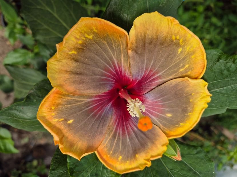  - MMT Pamant Romanesc