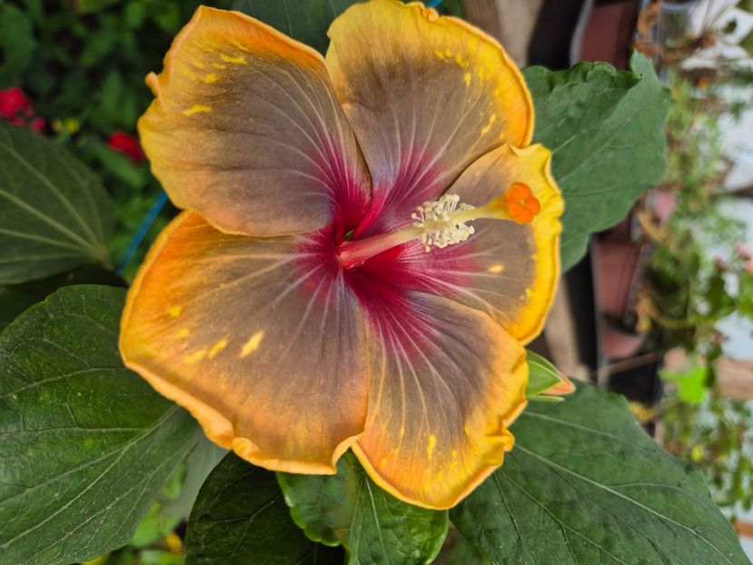  - MMT Pamant Romanesc