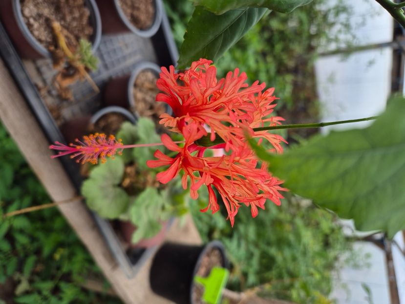  - Schizopetalus