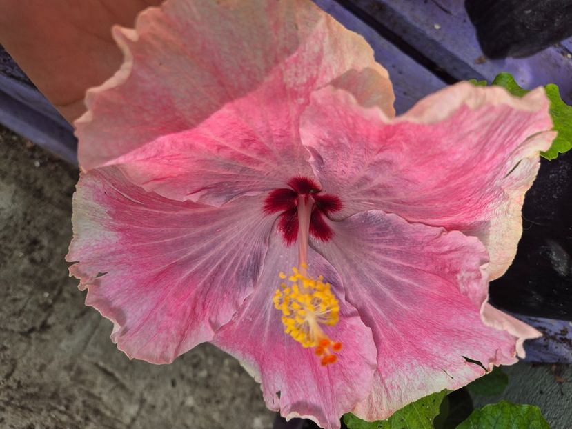  - Dps love crossroad