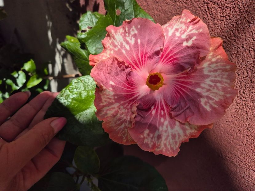  - Asia rosetti nebula