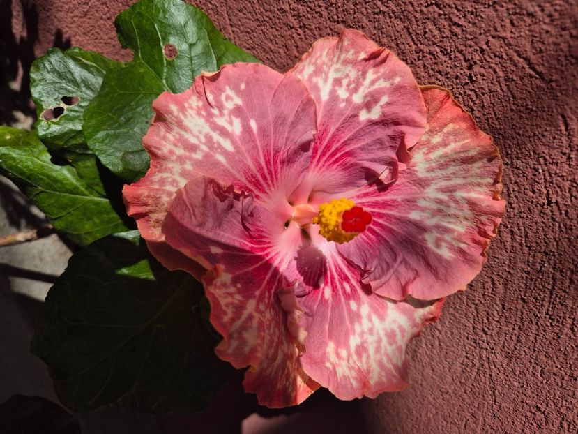  - Asia rosetti nebula