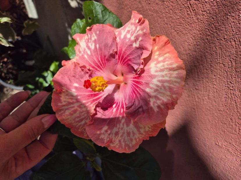  - Asia rosetti nebula