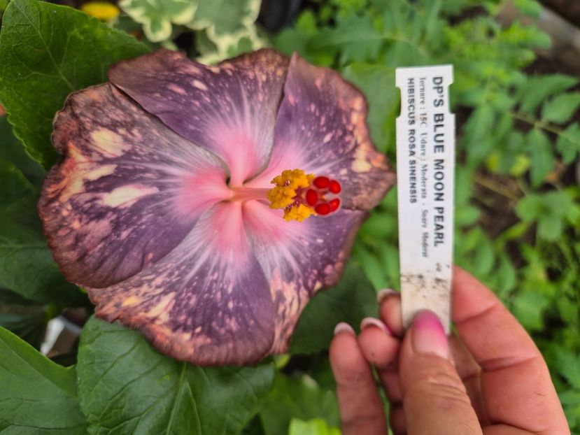  - Dps blue moon pearl