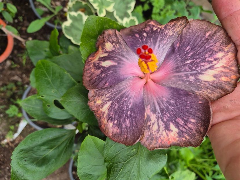  - Dps blue moon pearl