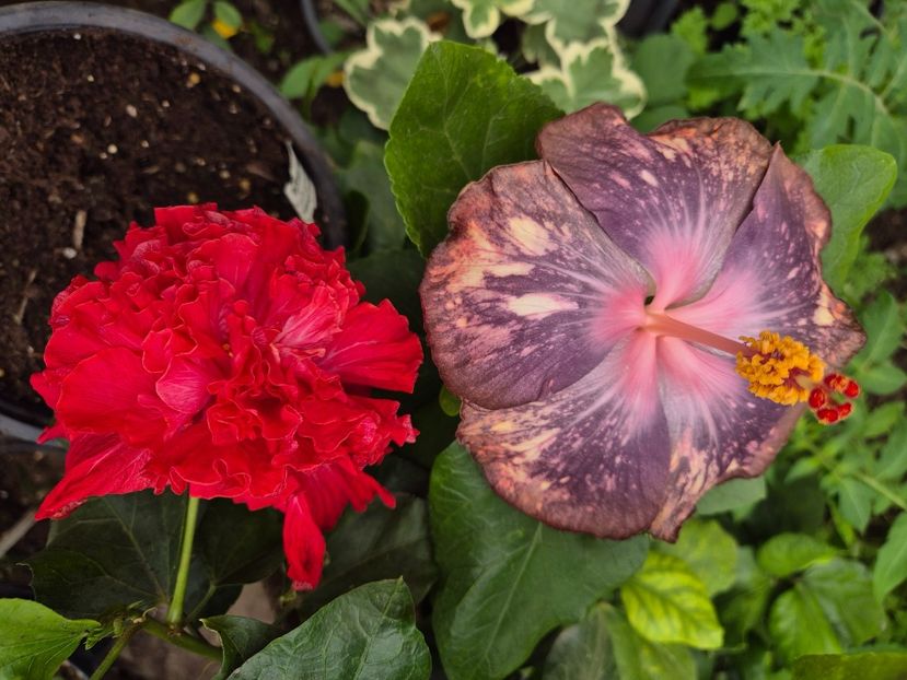  - Dps blue moon pearl