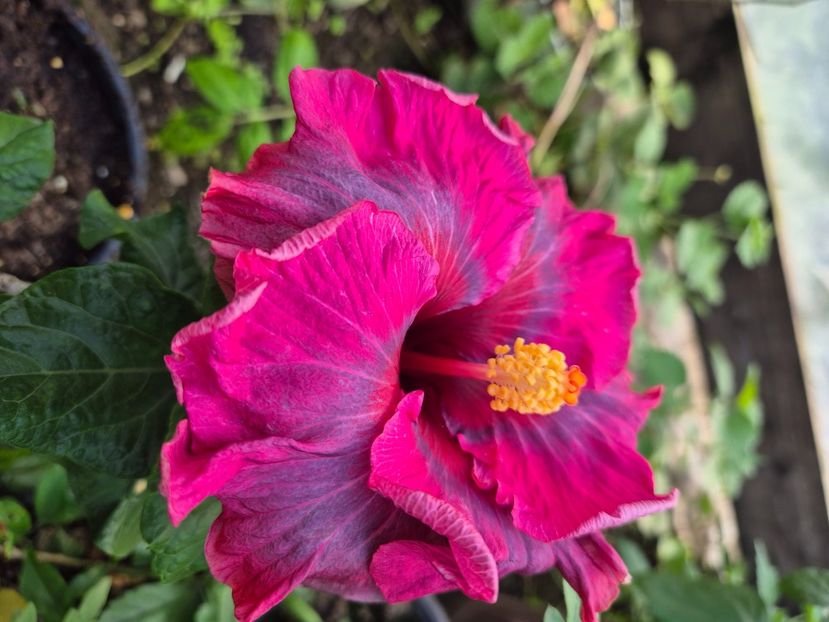  - Tahitian dearest vero