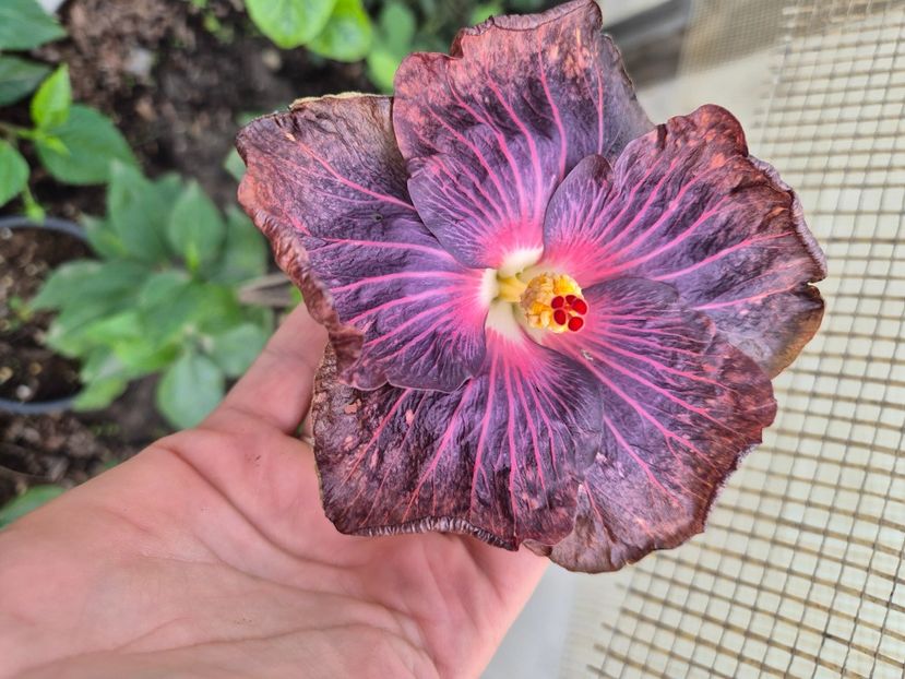  - Dp black sea pearl