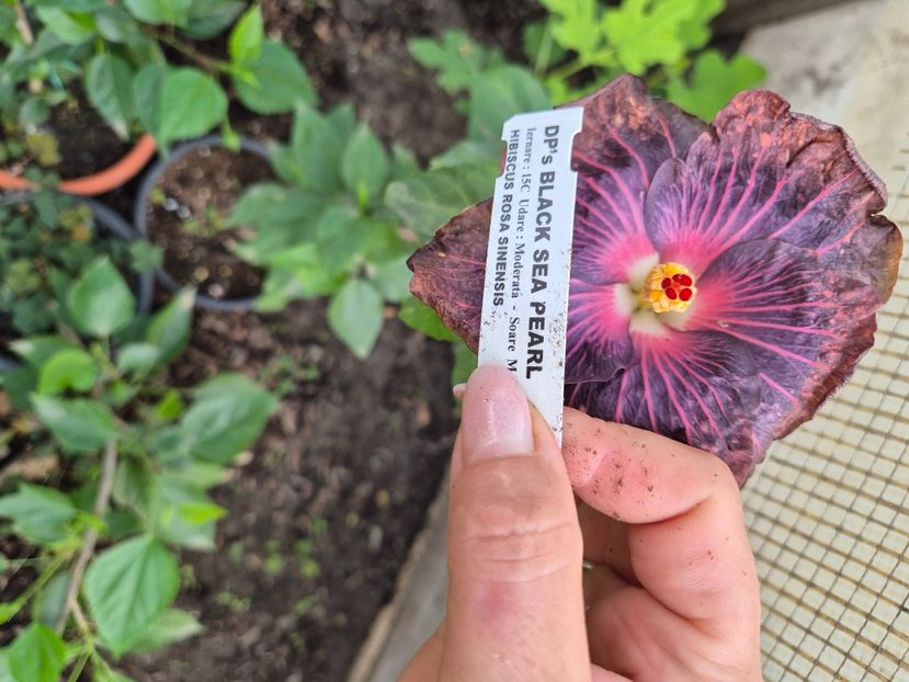  - Dp black sea pearl