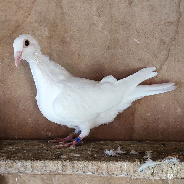 Pui 24-011 - Albi