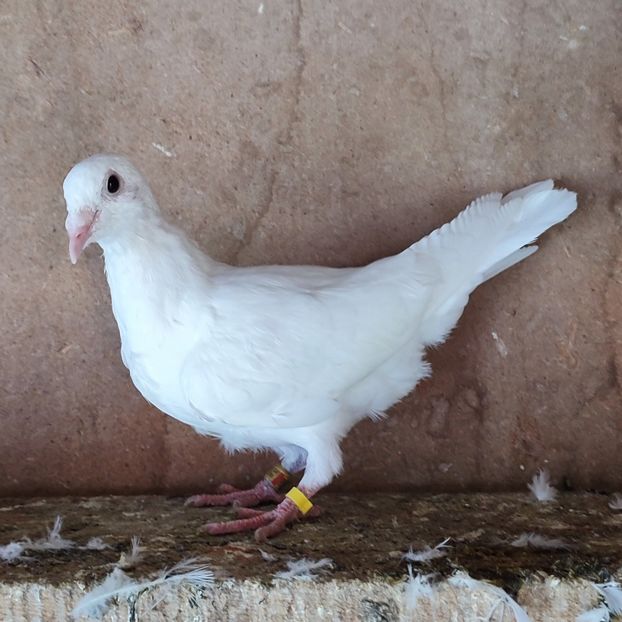 Pui 24-015....-15 lei - Porumbei vanduti