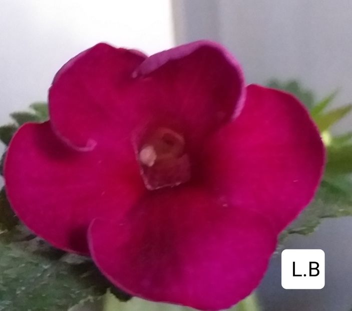 Rf's Mexican Velvet Burgundy - ACHIMENES - 2024