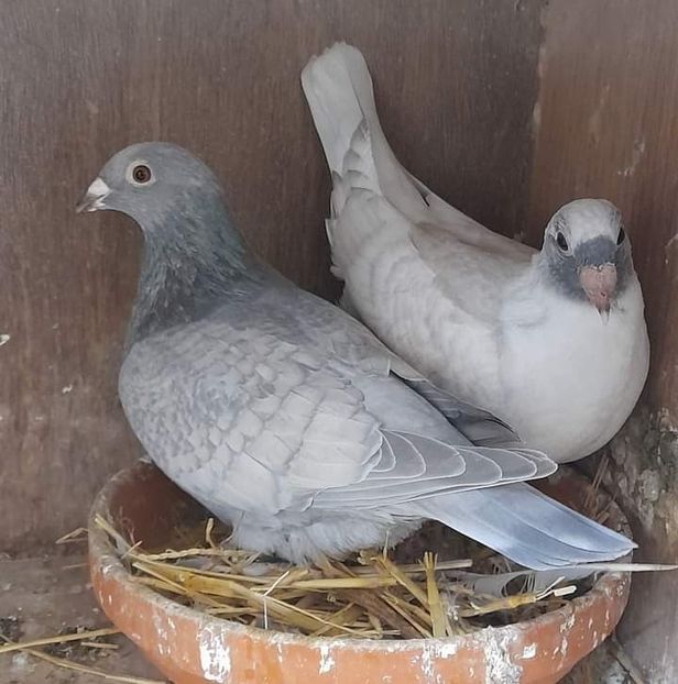 - Nu îmi aparțin 7