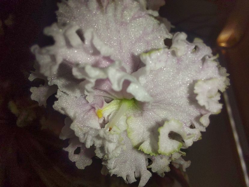  - Violeta EK-Izumrudnoe Kruzhevo