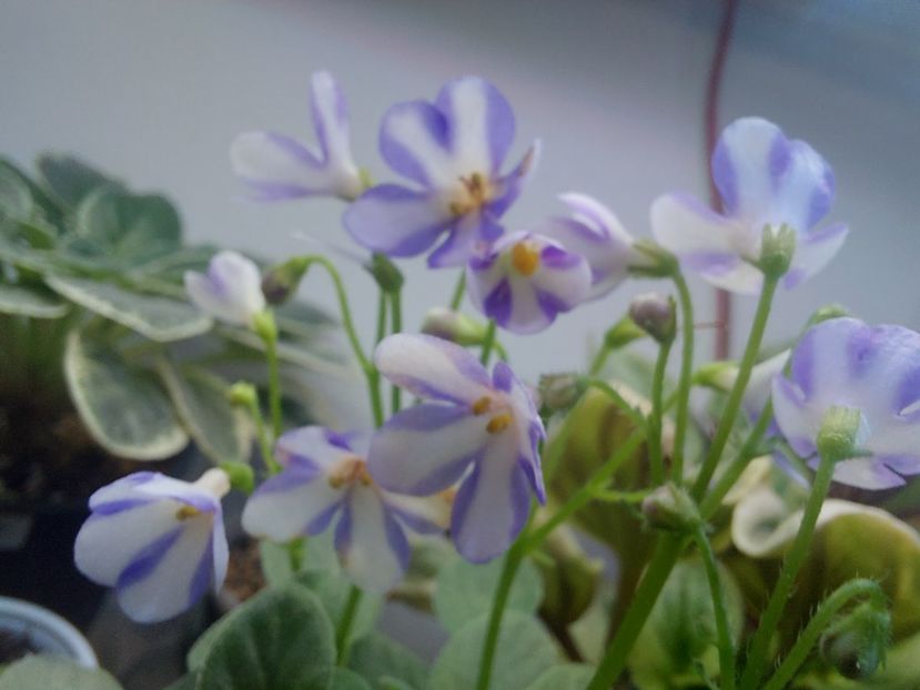  - Violeta Pony Ride - flower chimera