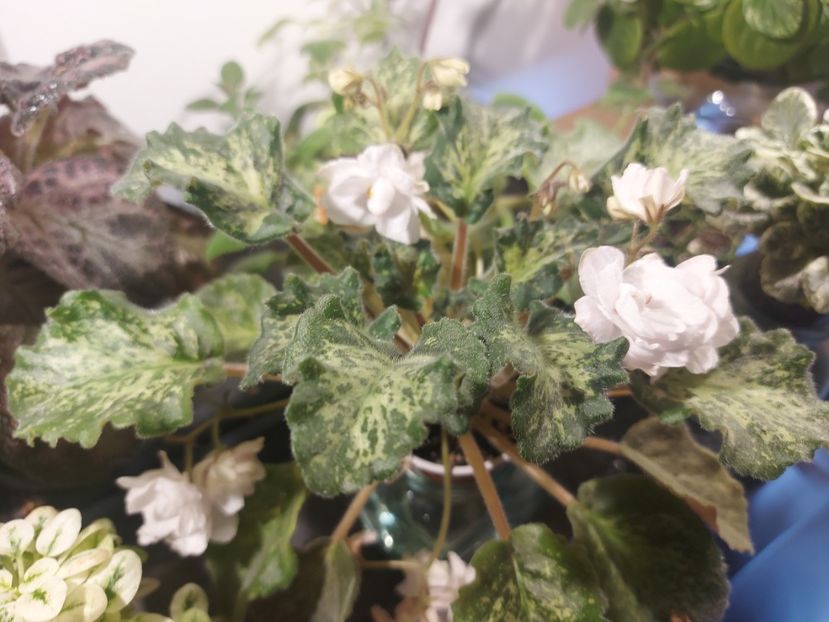  - Violeta SV Gorod Verona