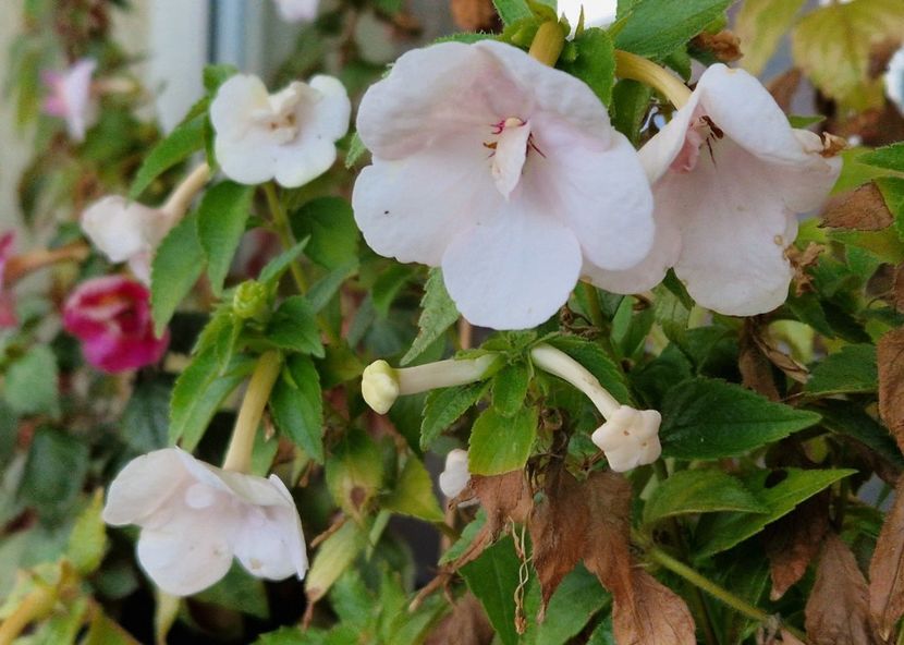 Ultimele flori in 2024 - Double Pink Rose p