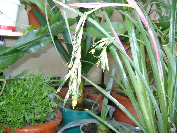 bilbergia
