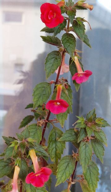 Ultimele... - Stan s Delight p