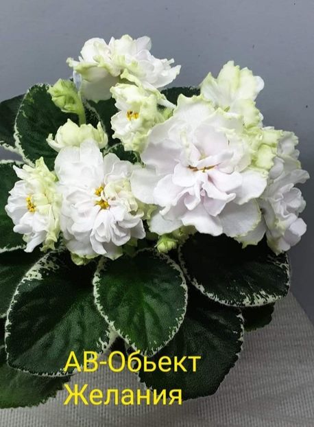 Poza net - AV-Obiekt Zhelaniia