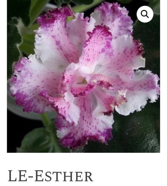 Poza net - LE-Esther