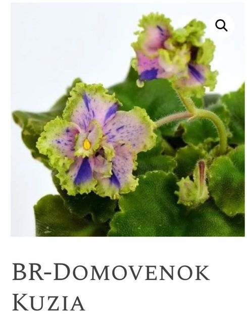 Poza net - BR-Domovenok Kuzia