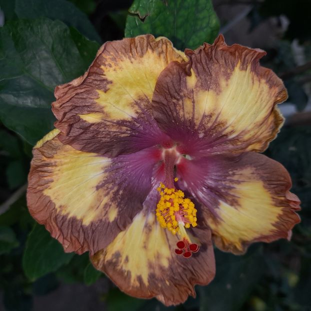  - Taiwan Devil s garden