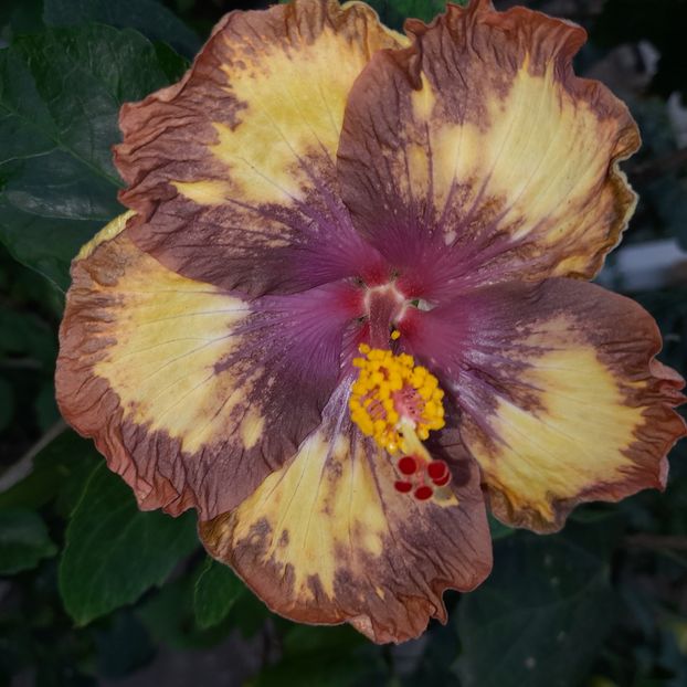  - Taiwan Devil s garden