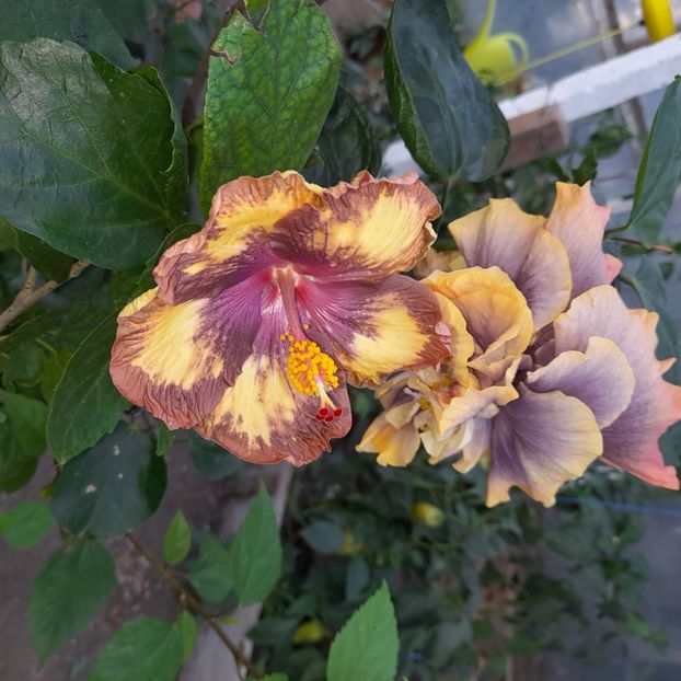  - Taiwan Devil s garden