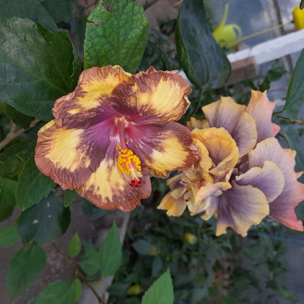  - Taiwan Devil s garden