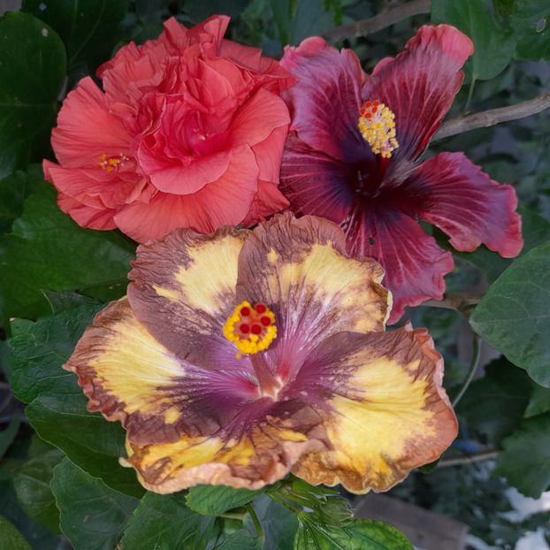  - Taiwan Devil s garden