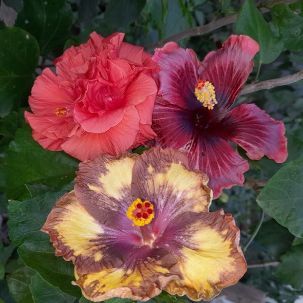  - Taiwan Devil s garden