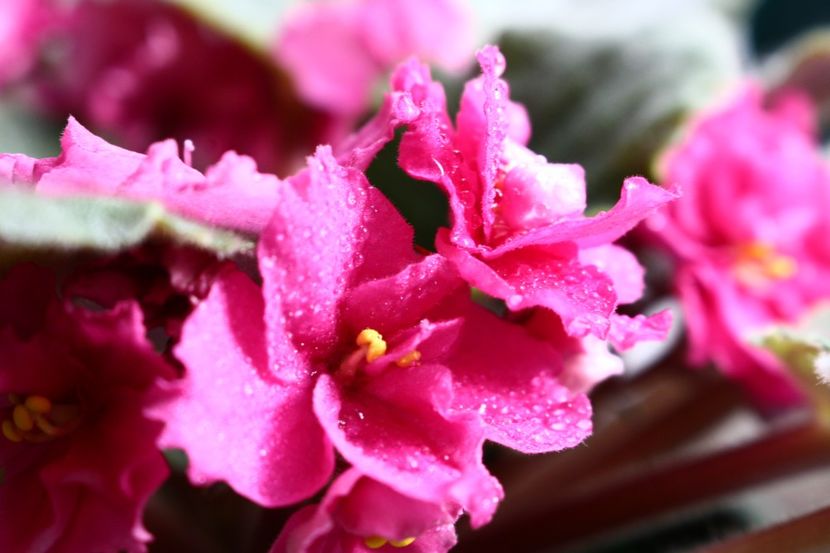 violeta parma roz - floricele 2022