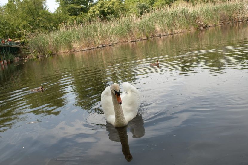  - lebele mele bibi si bibica