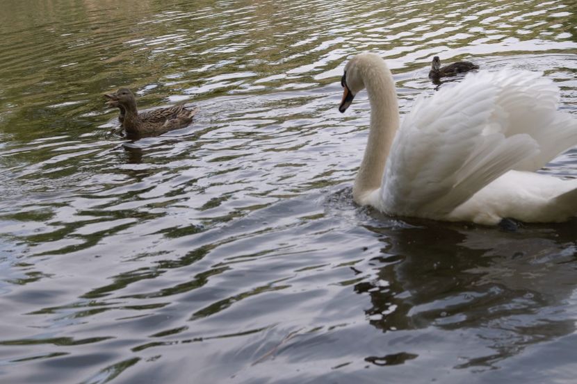  - lebele mele bibi si bibica