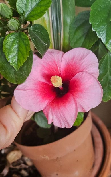 - Hibiscus