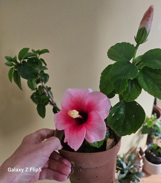 9 - Hibiscus