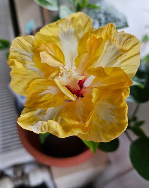 8 - Hibiscus