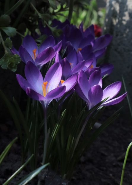 2 IMG_6907 - BRANDUSE 2024