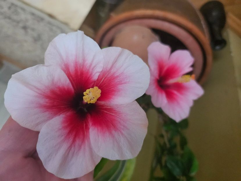9 - Hibiscus