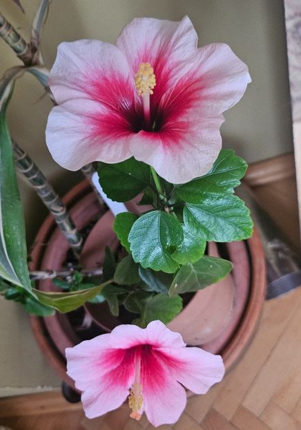9 - Hibiscus