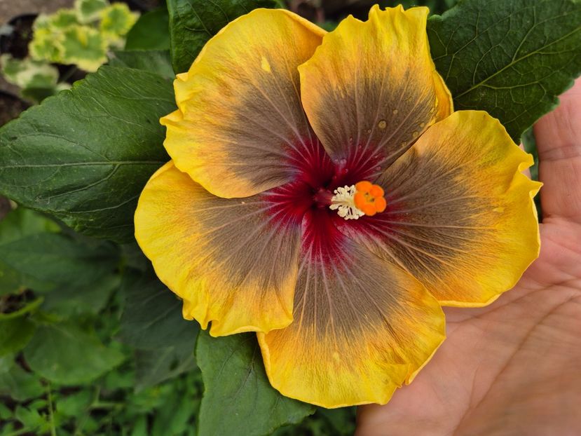  - MMT Pamant Romanesc