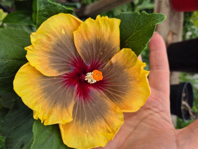  - MMT Pamant Romanesc