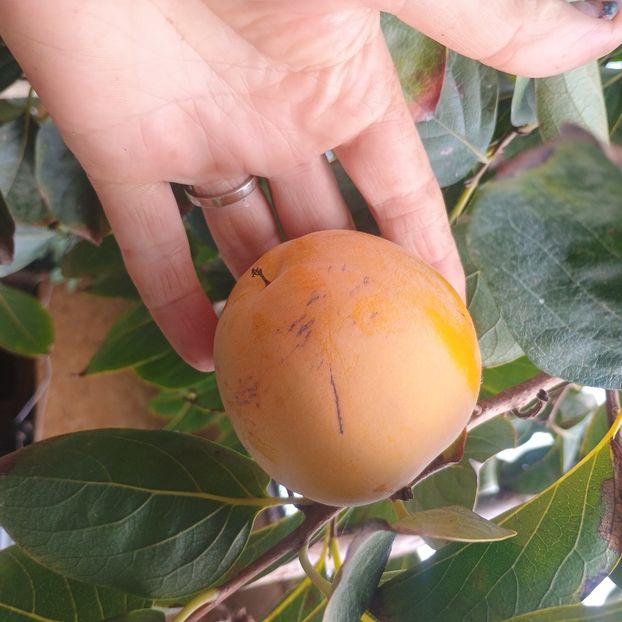 Rojo Brillante - Arbori fructiferi 2024