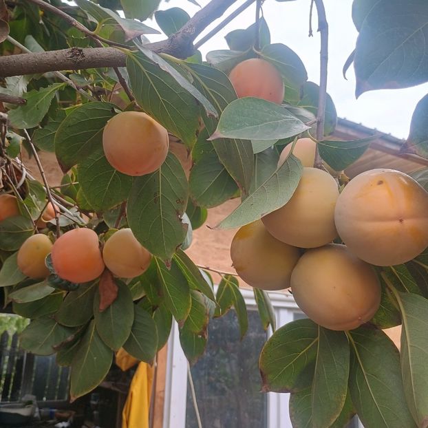  - Arbori fructiferi 2024