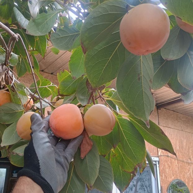  - Arbori fructiferi 2024