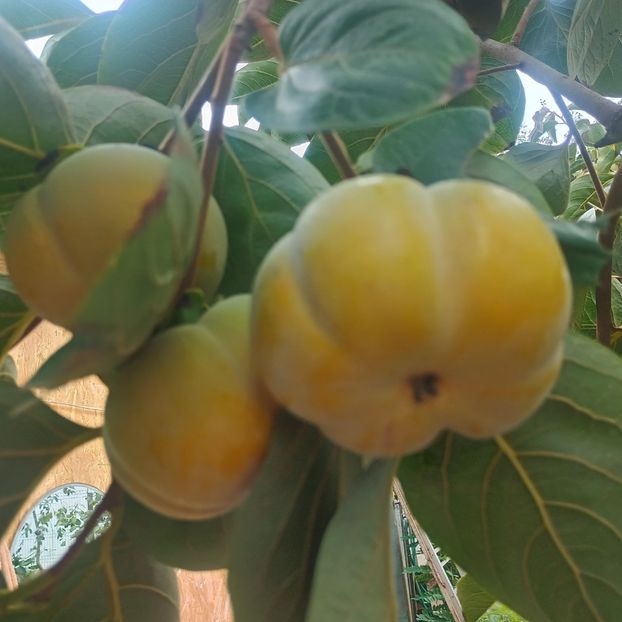 Sharon - Arbori fructiferi 2024