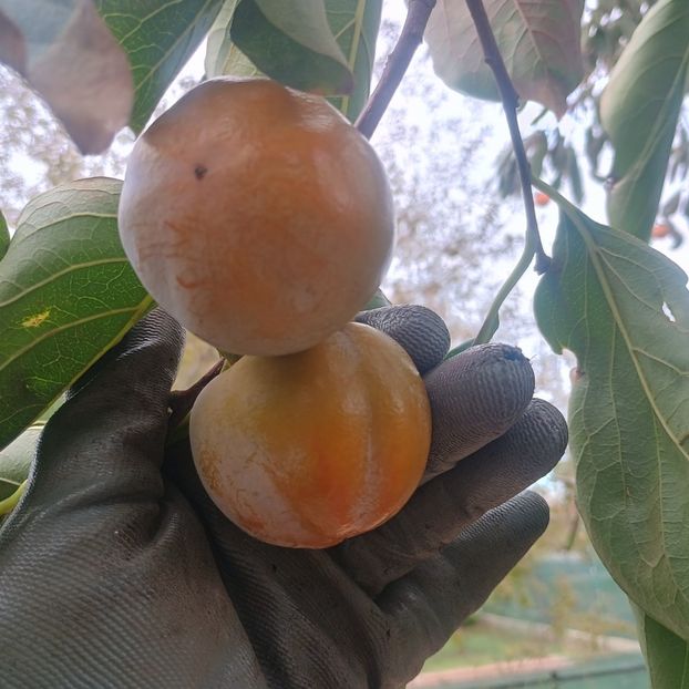 Costata - Arbori fructiferi 2024