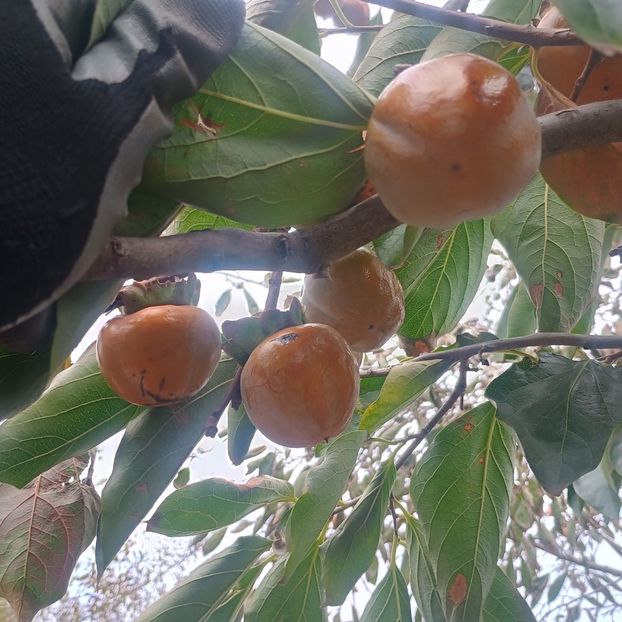  - Arbori fructiferi 2024