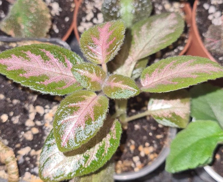  - TM Mayskyi Poldenj